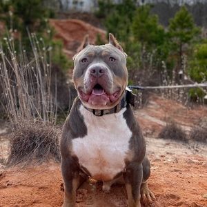 Meet your Posher, Chase